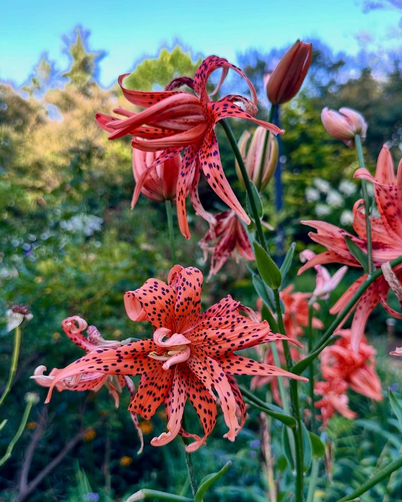Toad Lily 'Samurai' (Tricyrtis)