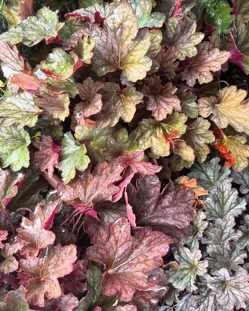 Coral Bells For Colorful Leaves