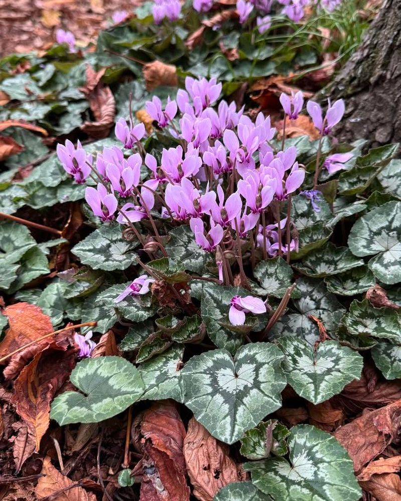 Hardy Cyclamen