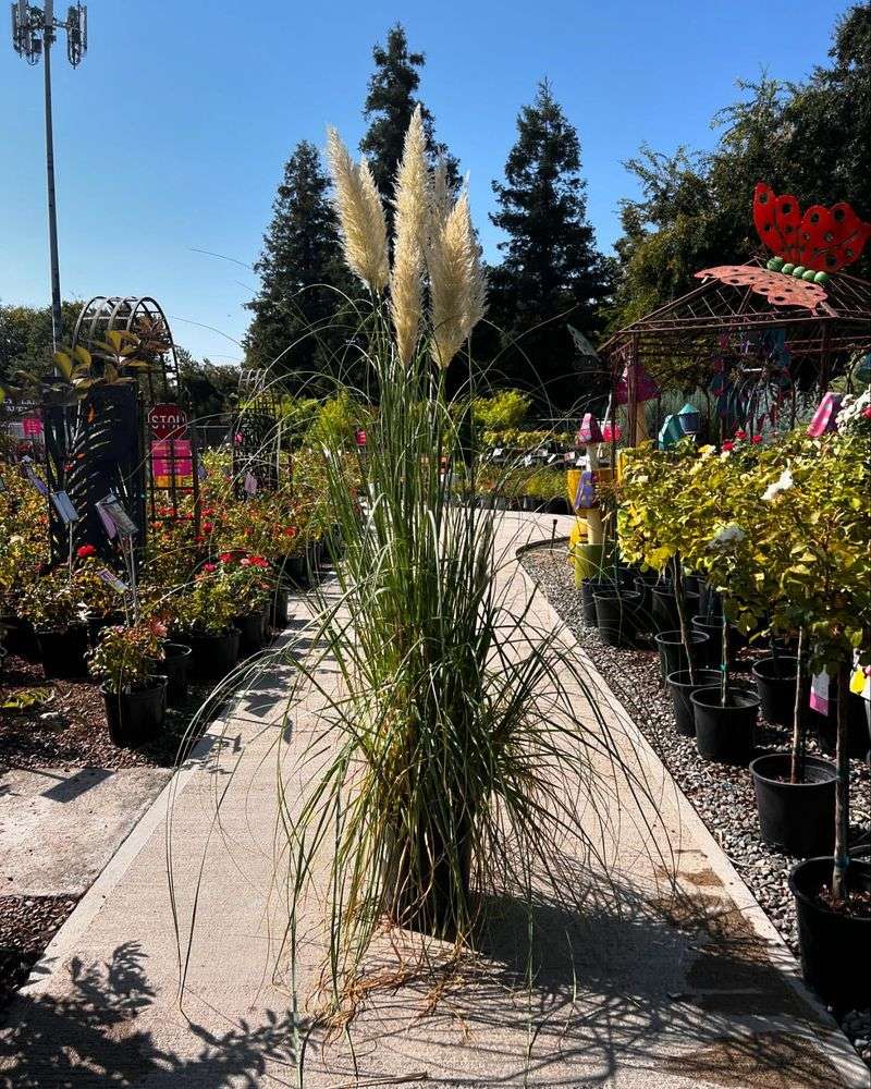 Pampas Grass Creates Pollinator Deserts