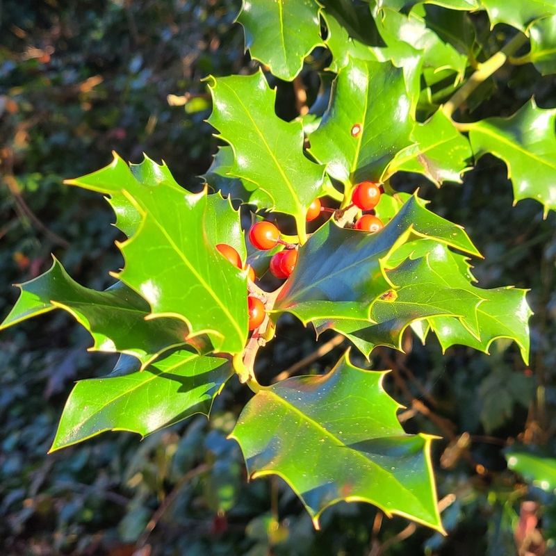 Holly (Ilex aquifolium)