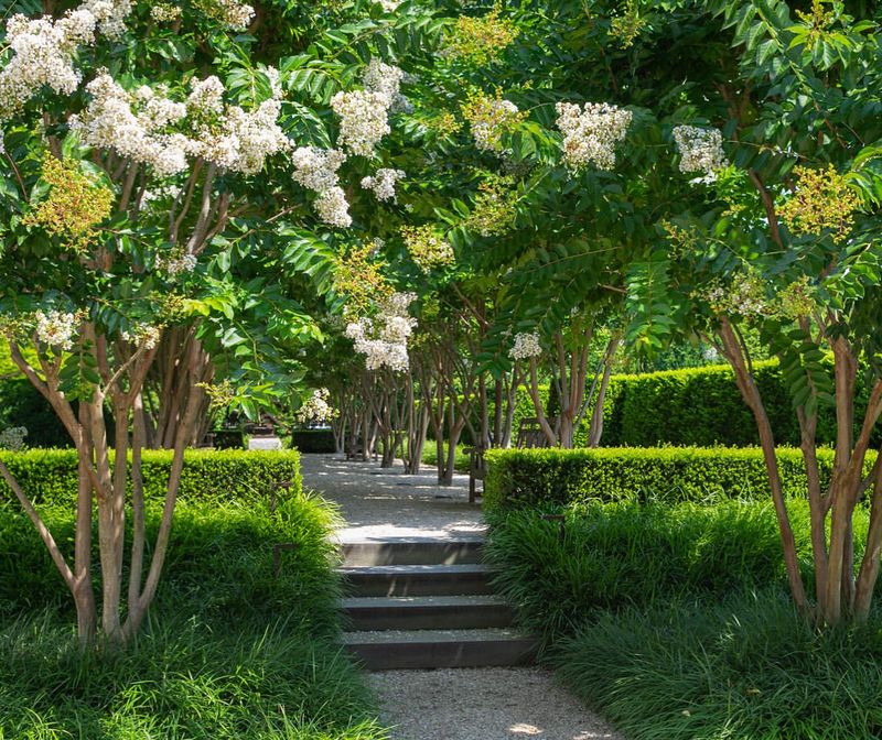 Crape Myrtle
