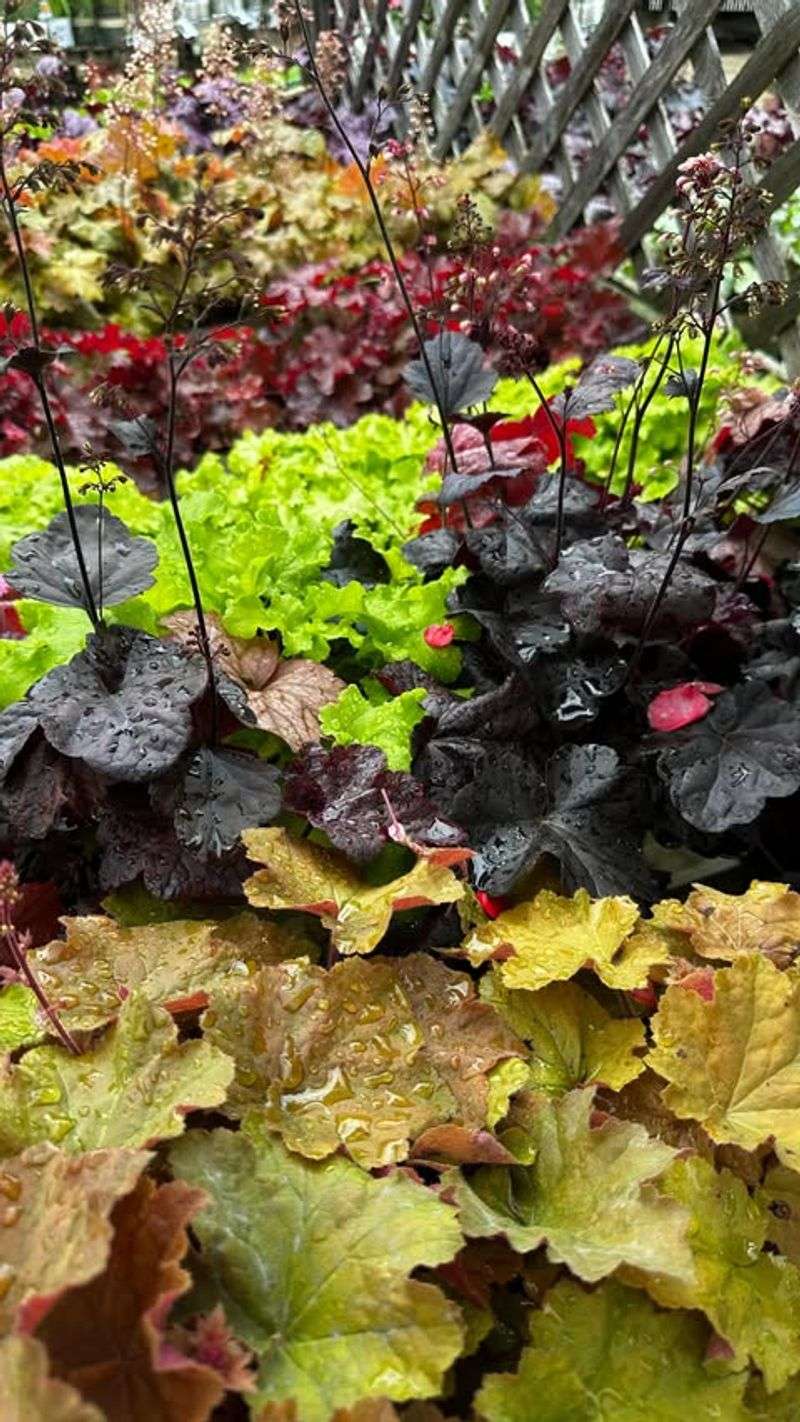 Coral Bells (Heuchera)