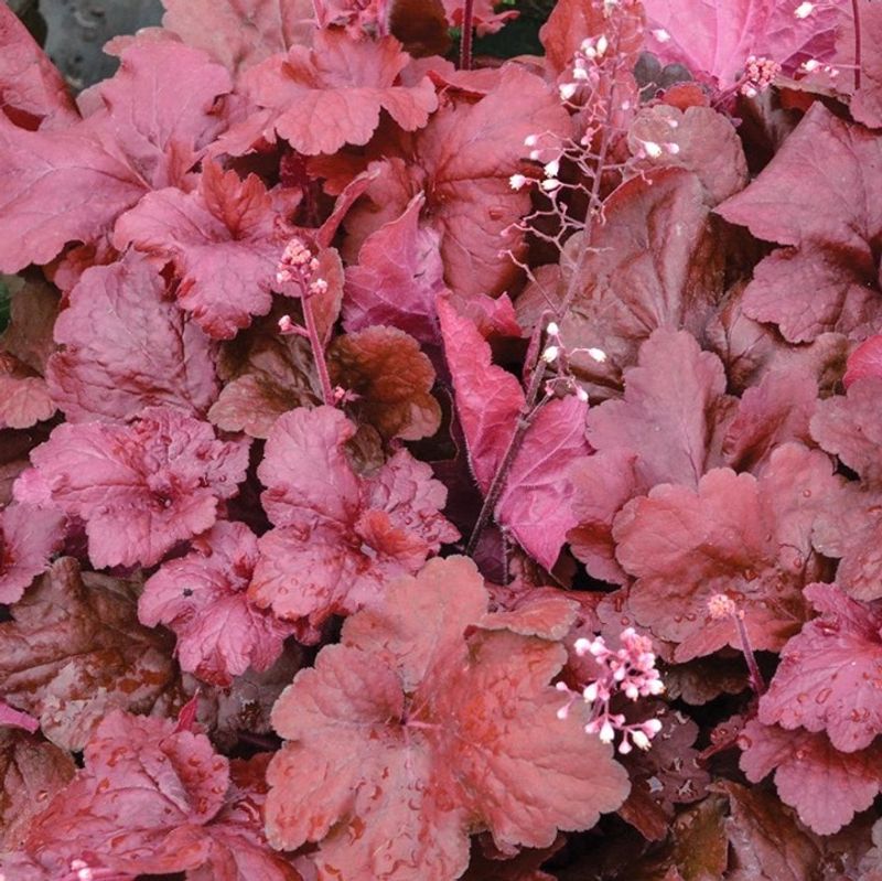 Coral Bells 'Fire Alarm' (Heuchera)