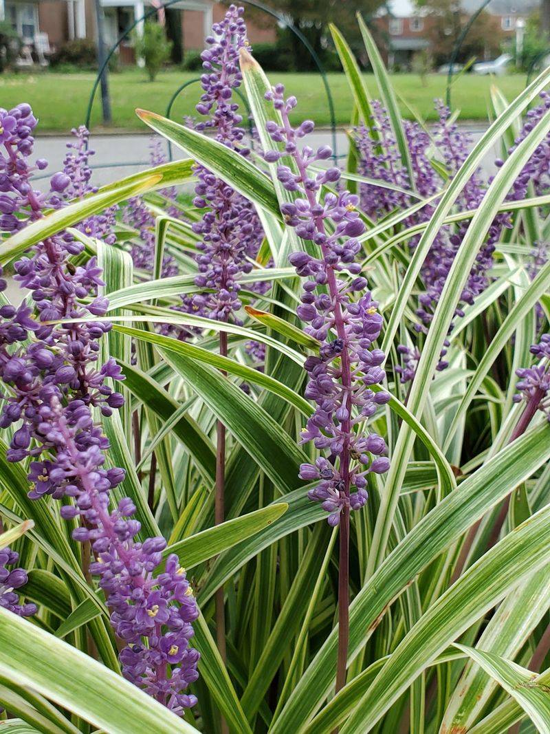 Liriope (Liriope muscari)