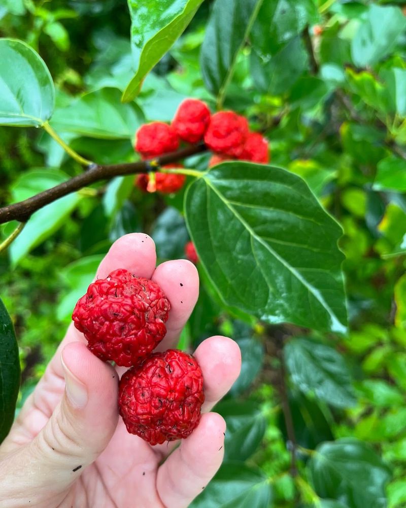Che Fruit: Ancient Chinese Berry With Fig-Like Flavor