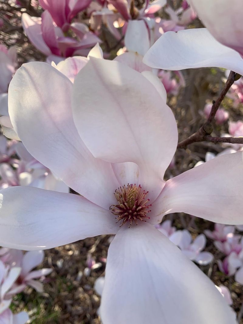 Anise Magnolia - Clove Blossoms In Spring