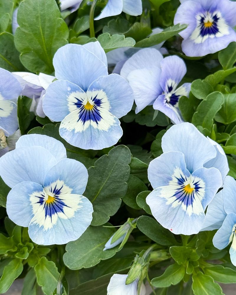 Pansies