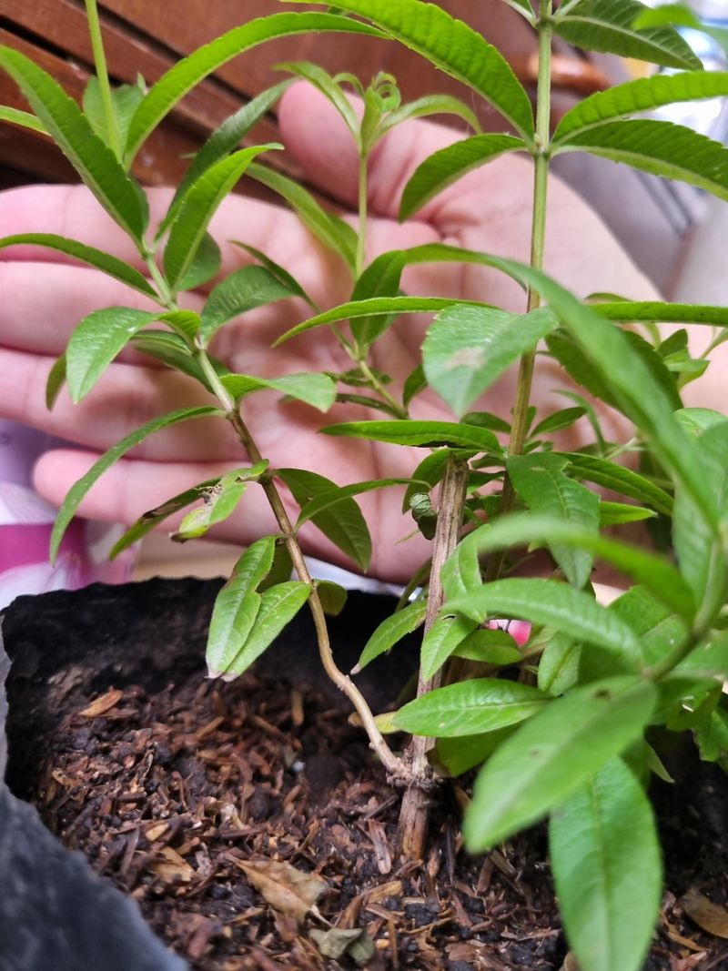 Lemon Verbena - The Cheerful Energizer