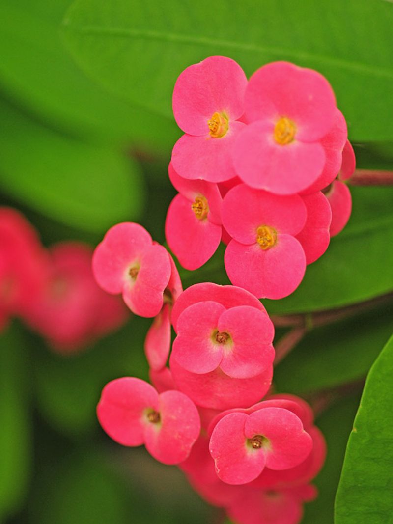Crown of Thorns