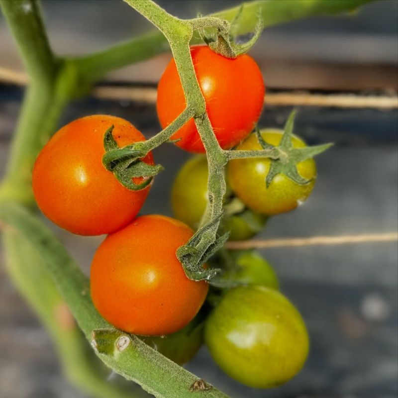 Cherry Tomatoes