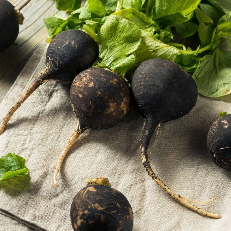 Winter Radishes