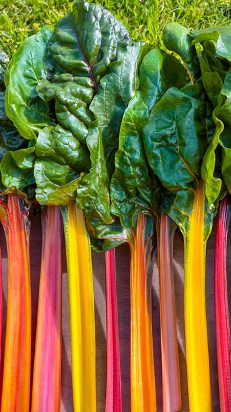 Swiss Chard: The Colorful Cut-and-Come-Again