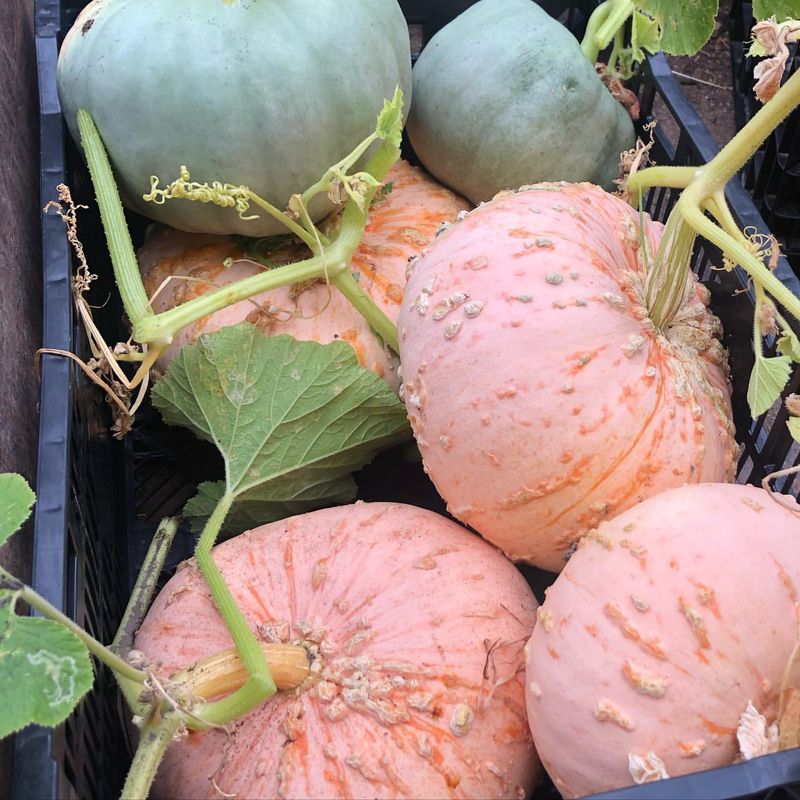 Winter Squash - Space-Demanding Vines
