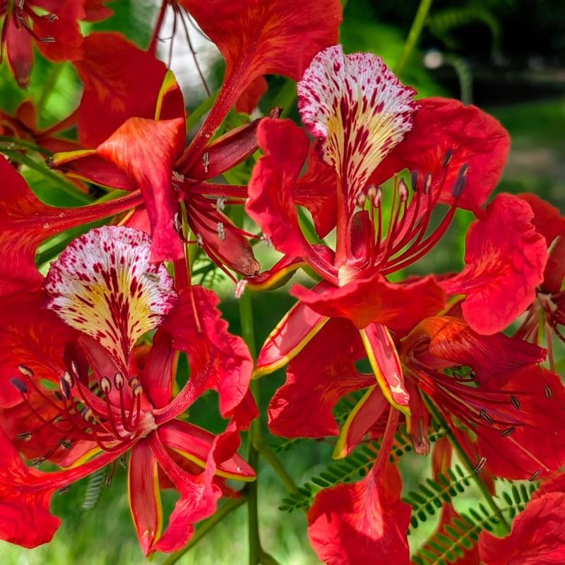 Flamboyant Tree