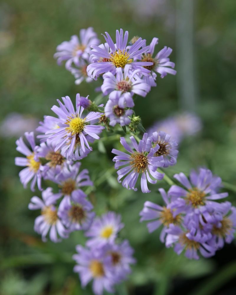 Aster