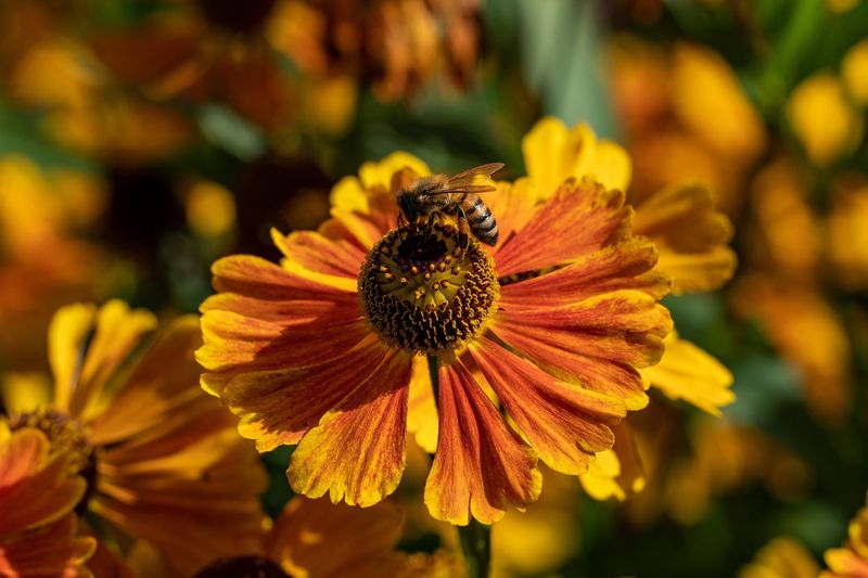 Sneezeweed (Helenium)