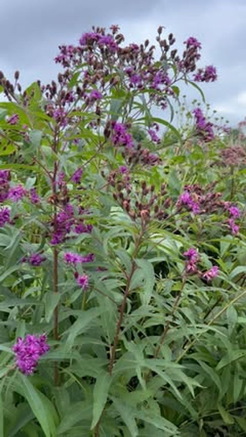 Ironweed