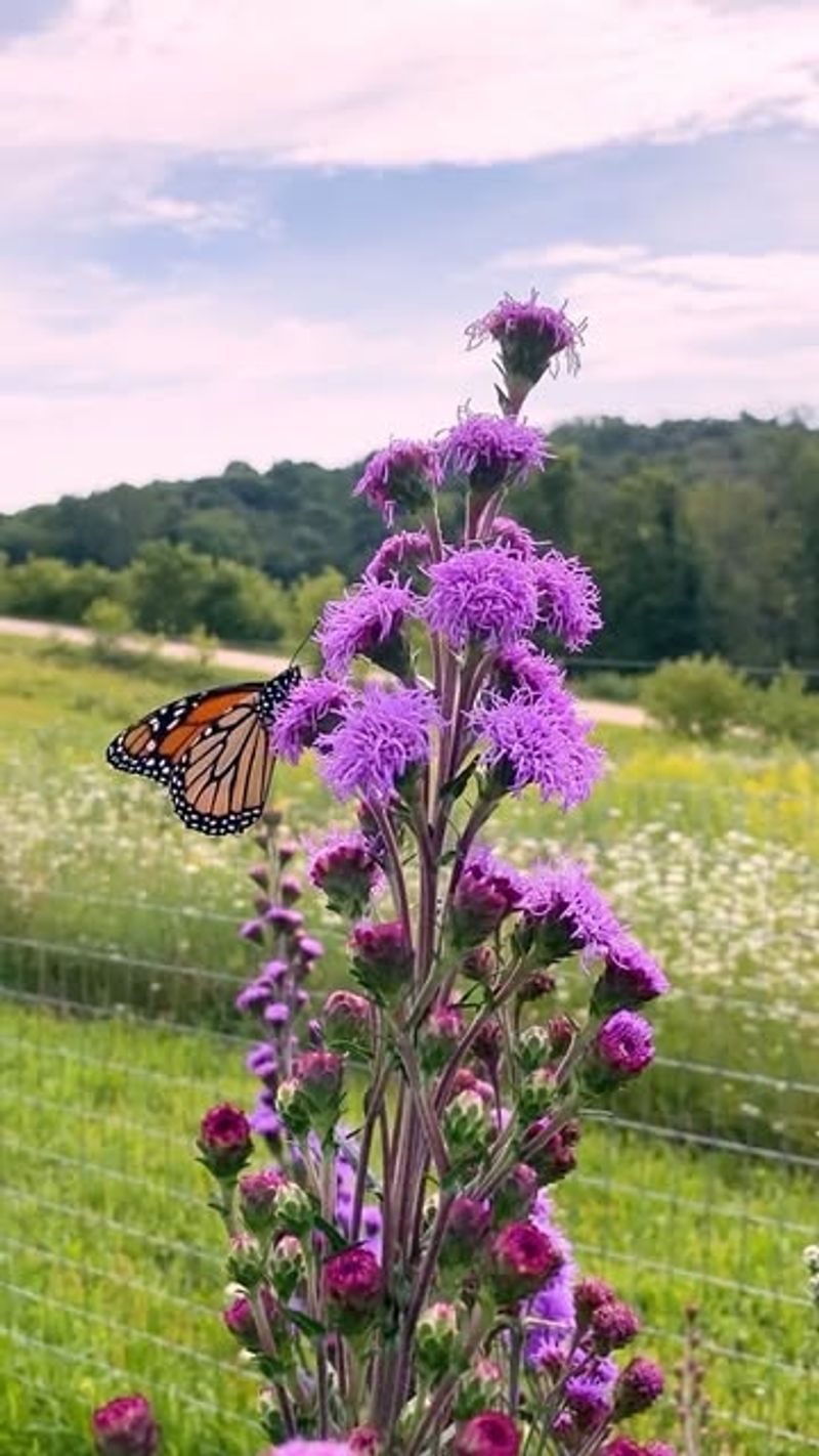 Blazing Star