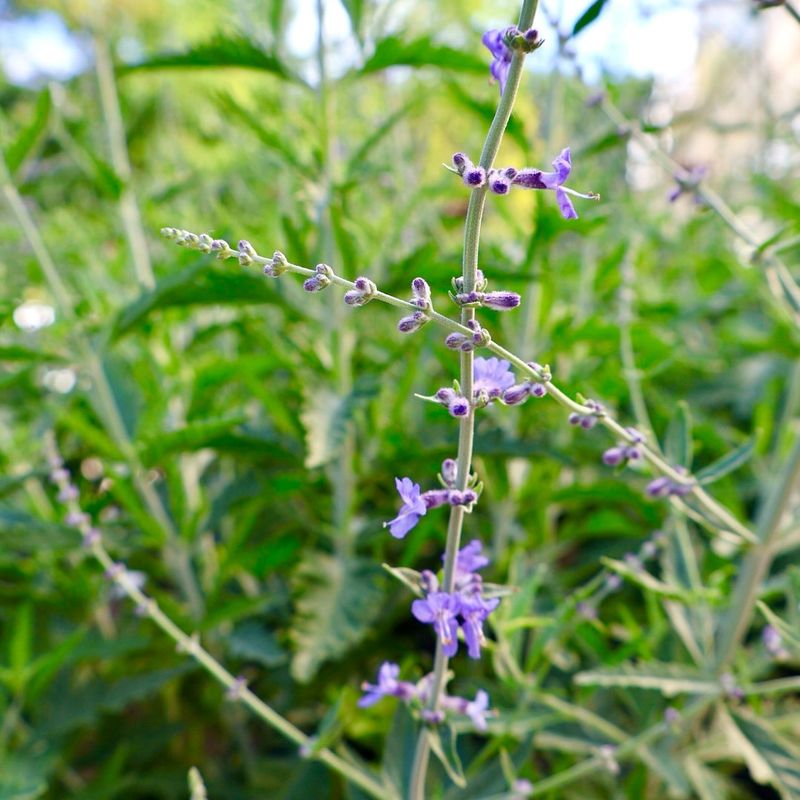 Russian Sage