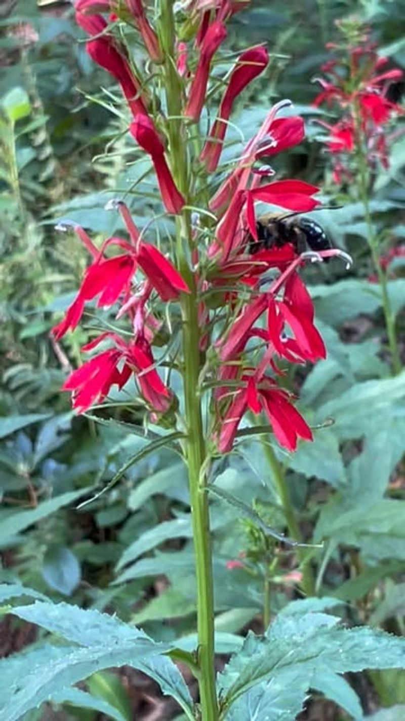 Cardinal Flower