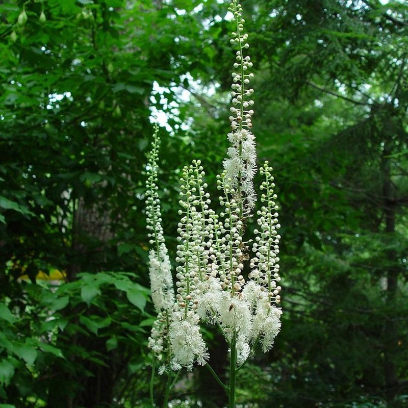 Cimicifuga