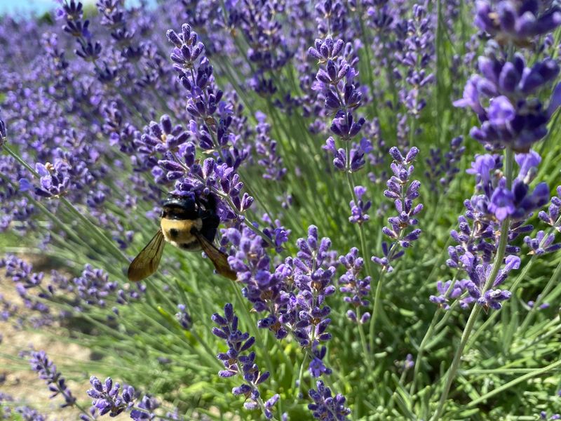 Lavender