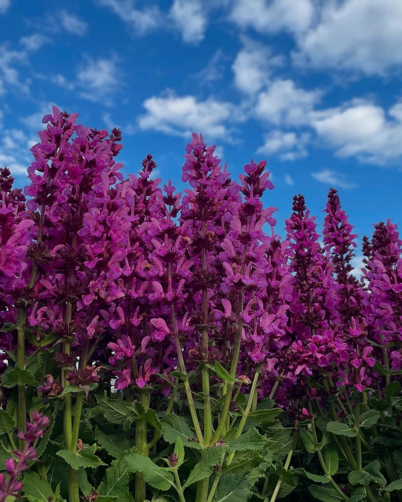 Salvia