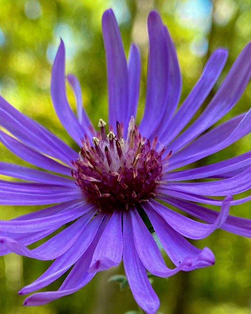 Georgia Aster (Symphyotrichum georgianum)