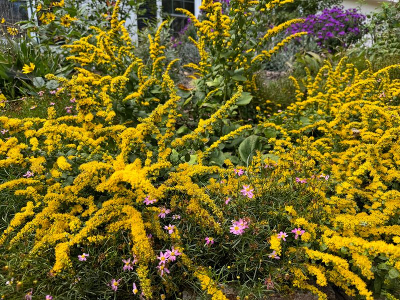 Goldenrod (Solidago)