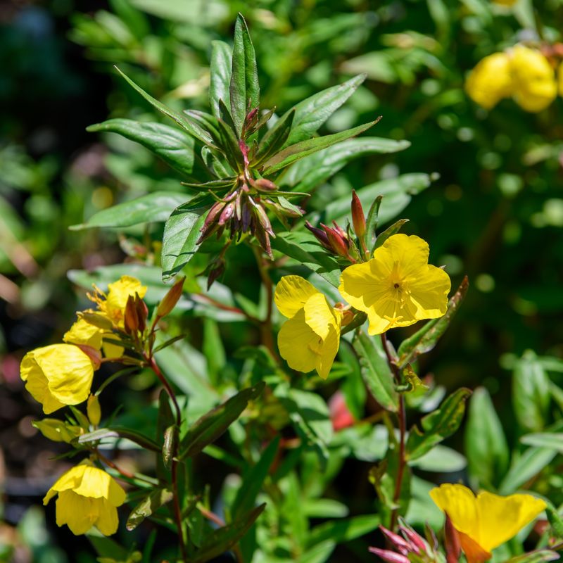 Evening Primrose