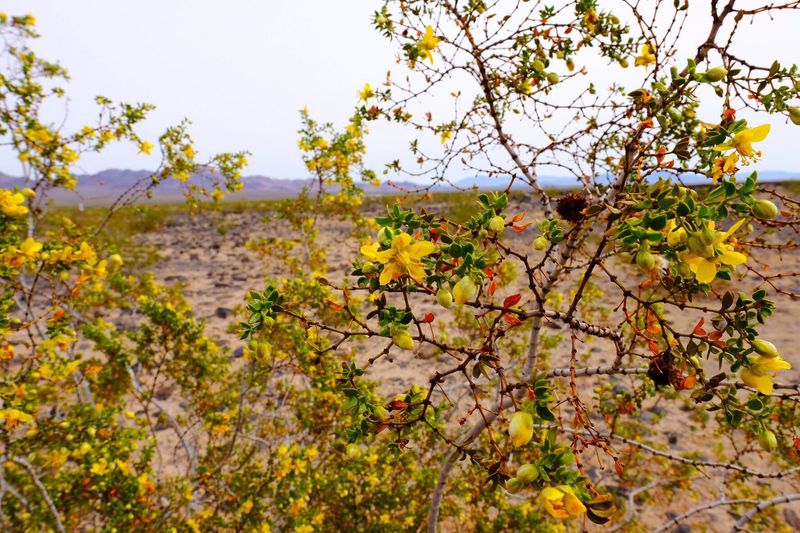 Creosote Bush