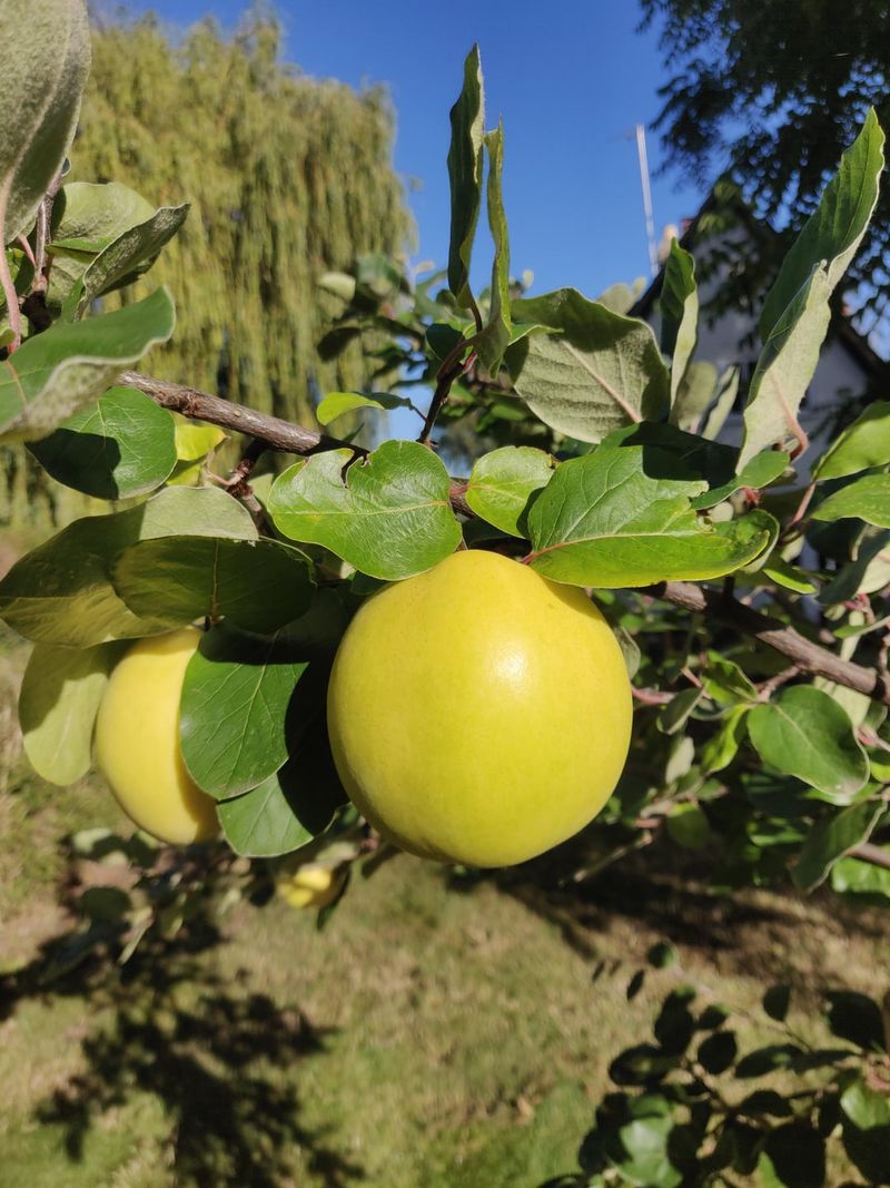 Quince Trees Battle Borers
