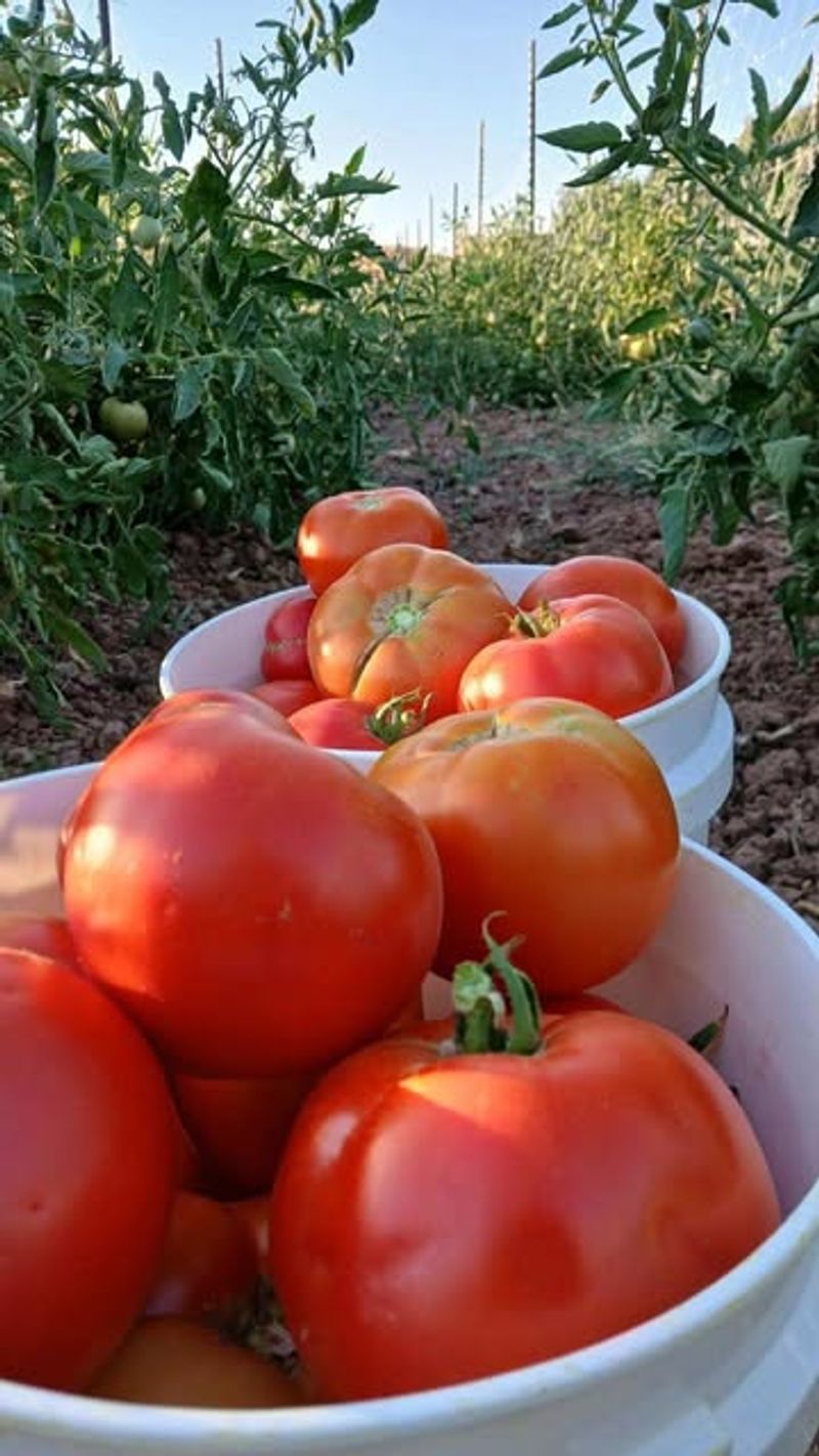 Primo Red