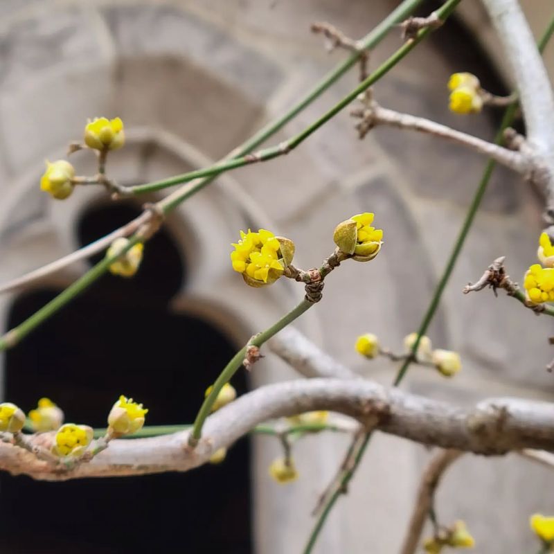 Cornelian Cherry: Ancient Fruit Making a Comeback