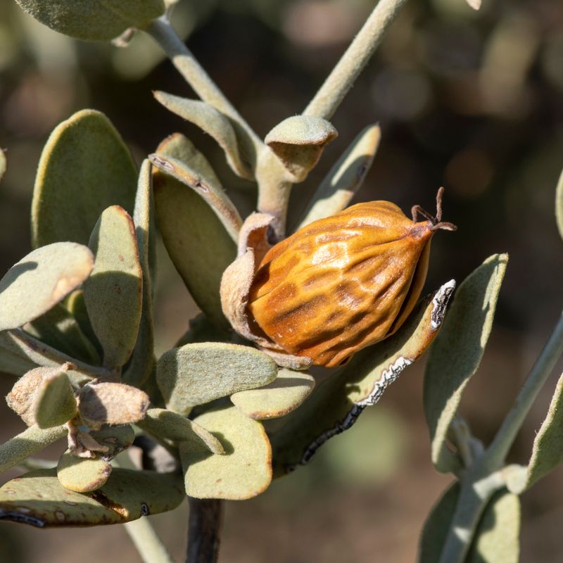 Jojoba