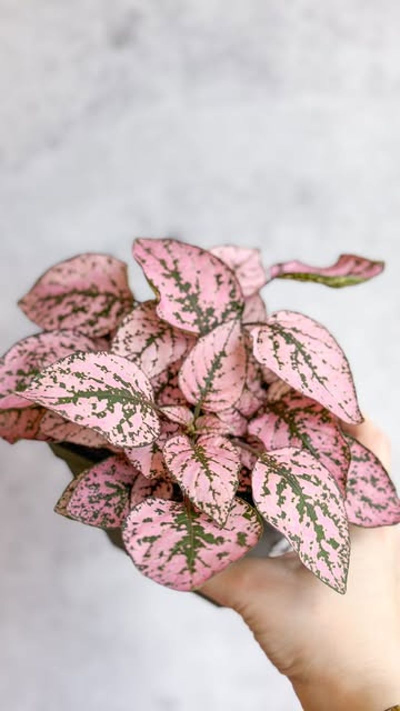 Polka Dot Plant