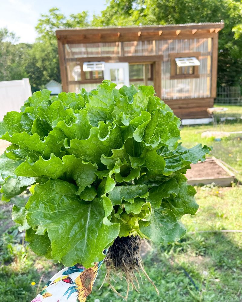 Lettuce