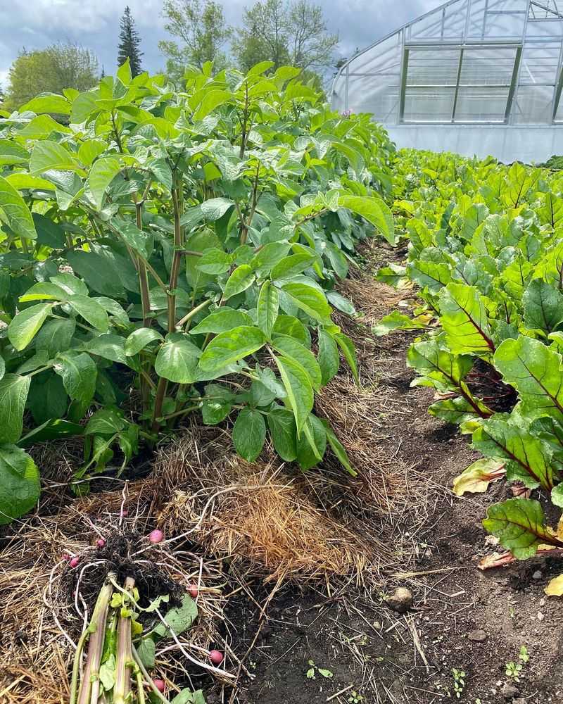 Potatoes