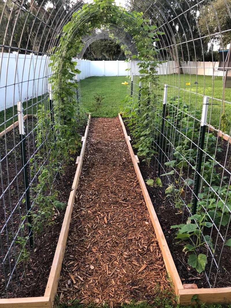 Pole Beans