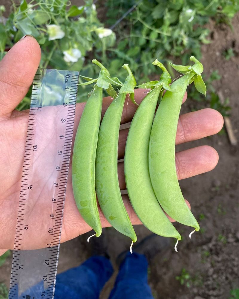 Sugar Snap Peas