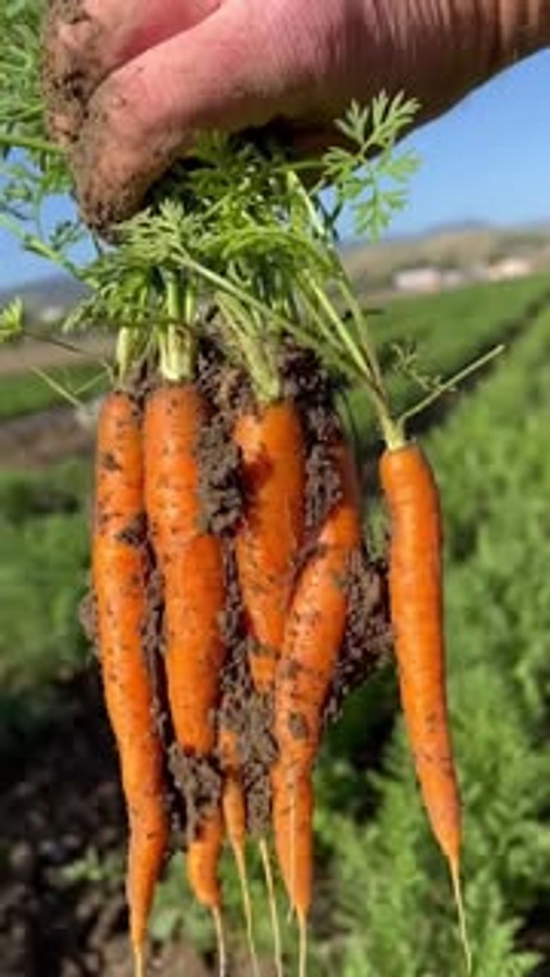 Carrots