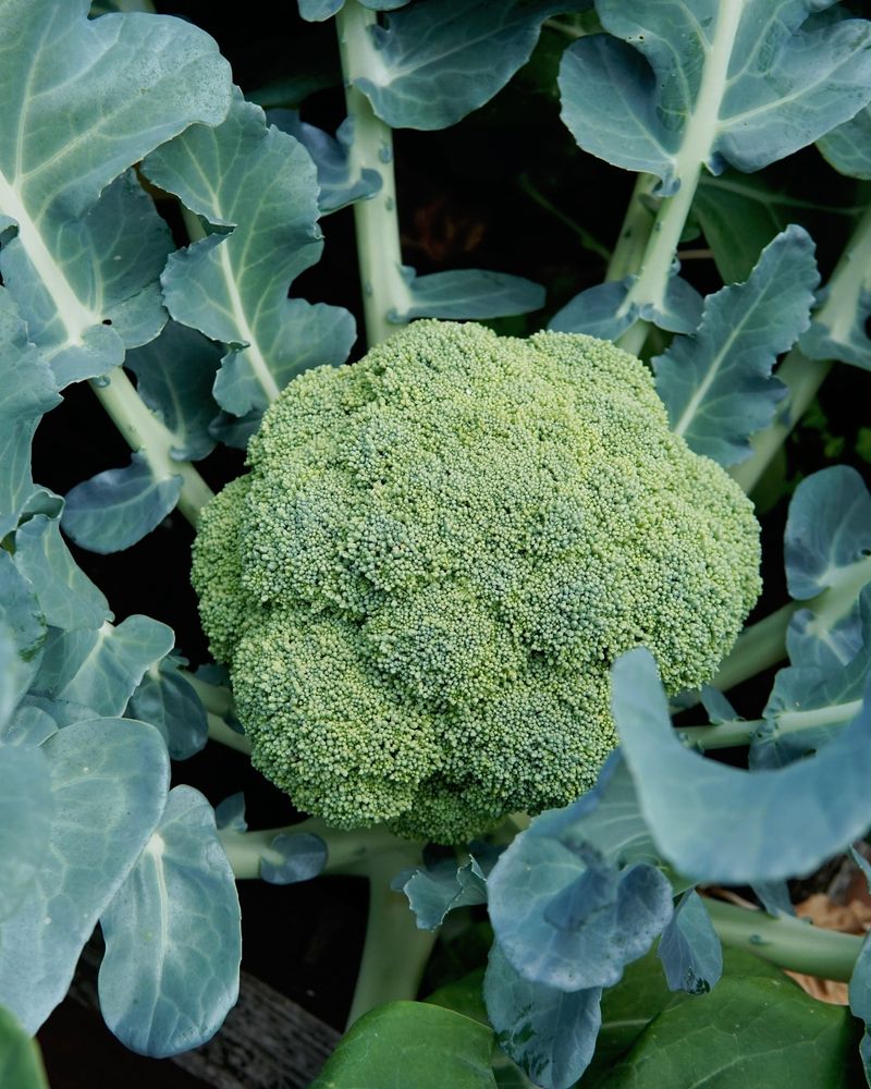 Broccoli