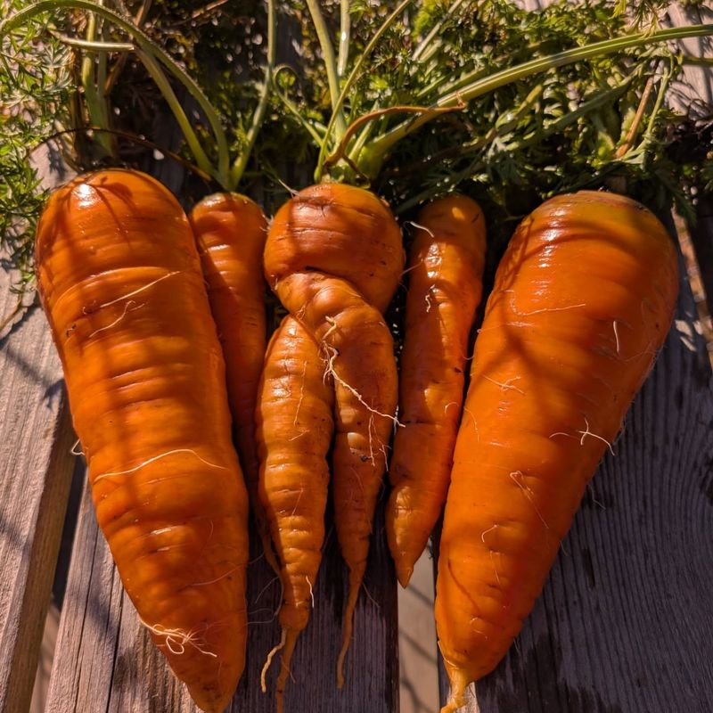 Carrots