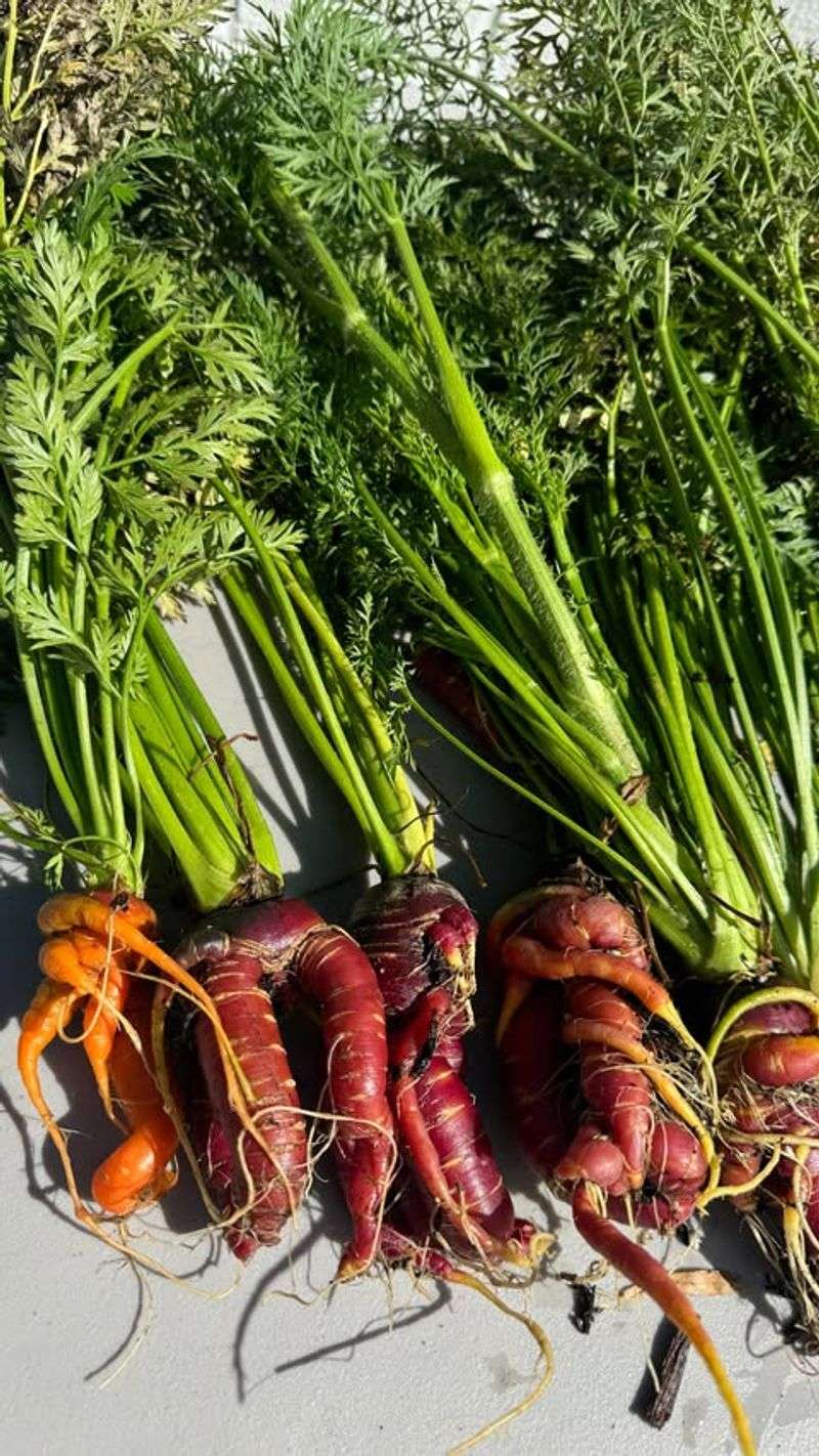 Carrots