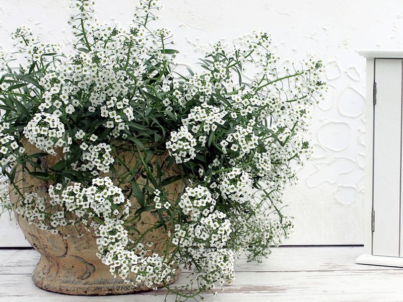 Sweet Alyssum