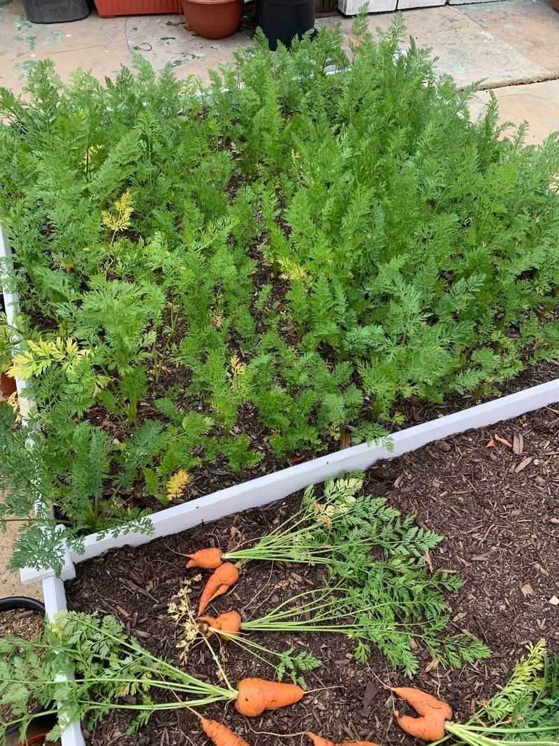 Carrots