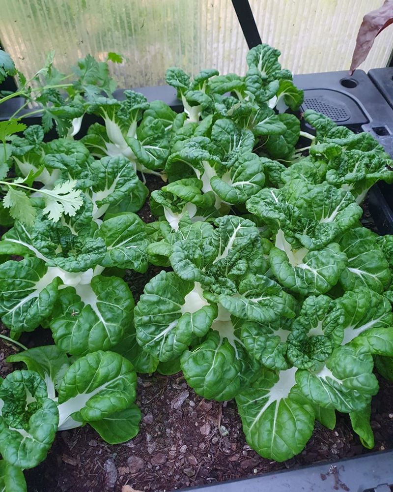 Petite Pak Choi