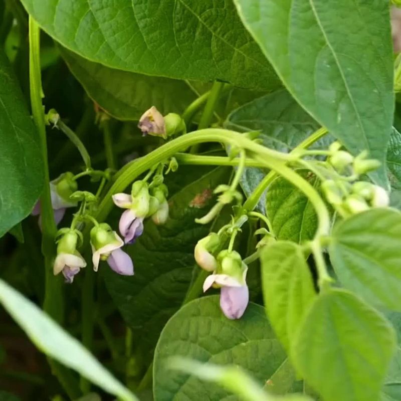 Bush Beans: Quick Protein Source