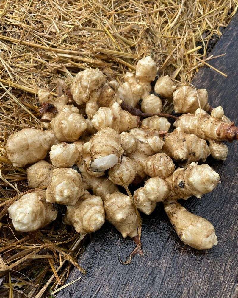 Jerusalem Artichokes: The Underground Survivor